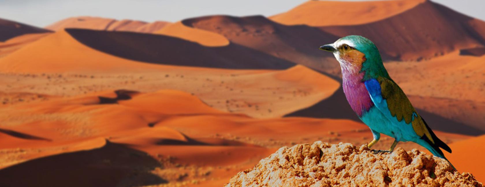 namibia-nine-banner