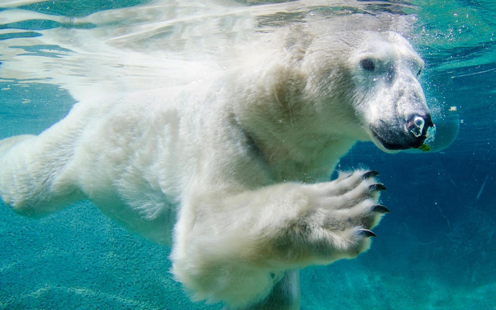A polar bar swimming underwater at the Point Defiance Zoo and Aquarium in Tacoma, Wash.