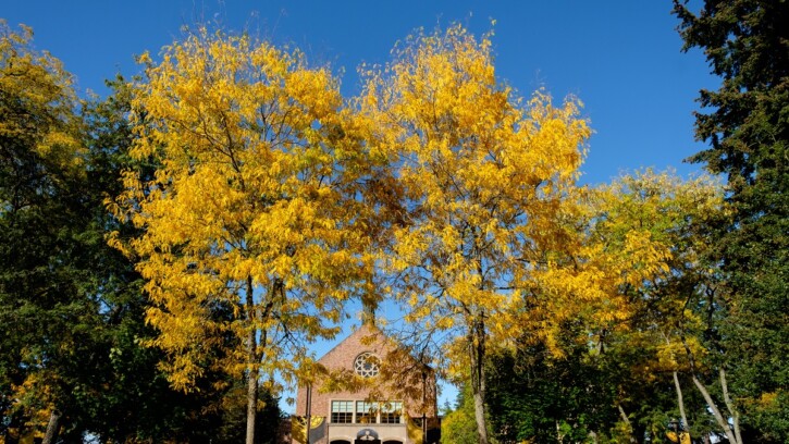 Fall color in the sunshine at PLU