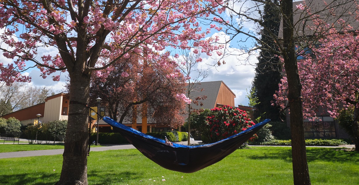 A student lays in a blue hammock on campus on a sunny spring day. The trees holding the hammock have pink blossoms.