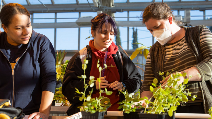PLU Associate Professor of Biology Neva Laurie-Berry (right, masked) works with two biology students in the Carol Sheffels Quigg Greenhouse. (Photos by Sy Bean/PLU)