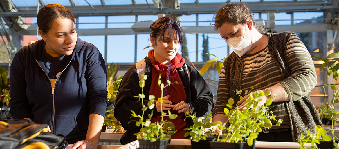 PLU Associate Professor of Biology Neva Laurie-Berry (right, masked) works with two biology students in the Carol Sheffels Quigg Greenhouse. (Photos by Sy Bean/PLU)