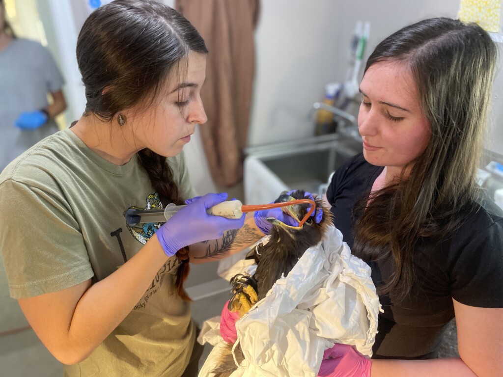 A PLU students works with another intern to feed an injured bird.