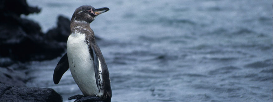 A penguin on the rocks by the water in Ecuador