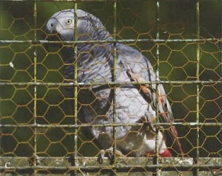 African Grey parrot