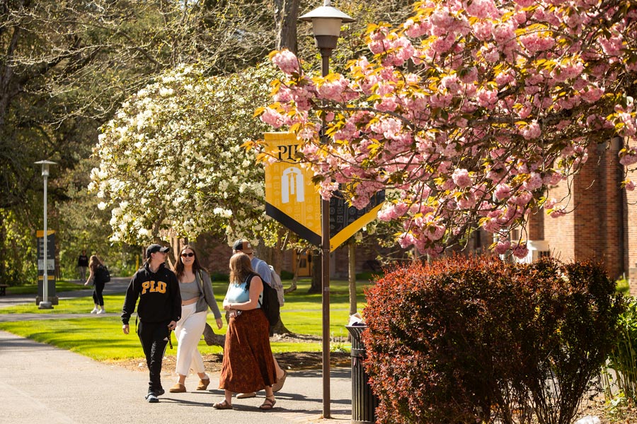 Cherry blossom trees adorn a college campus path.
