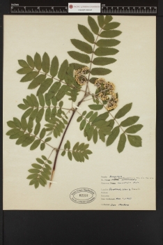 rosaceae plant sample