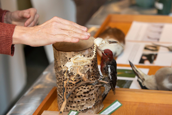 The Biology Department has several bird, mammal, and plant specimens that demonstrate different Darwinian properties are on display in the Rieke Lobby for the annual Darwin Day Celebration, Monday, Feb. 13, 2023, at PLU. (PLU Photo / Sy Bean)