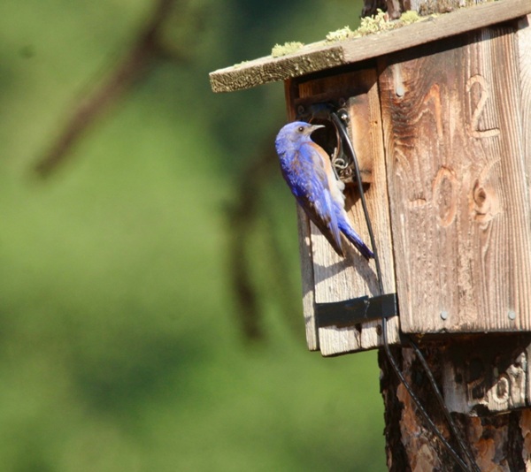 Male western bluebird returning to the nest to feed nestlings