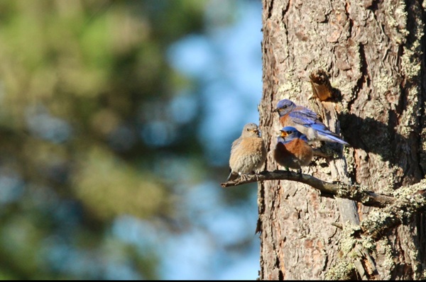 Pair of Western Bluebirds with a begging dependent juvenile