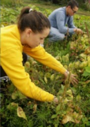 two people picking veggies in field