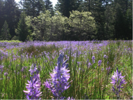 Camas, a plant native to Washington. Photo by Jenny A. Moore