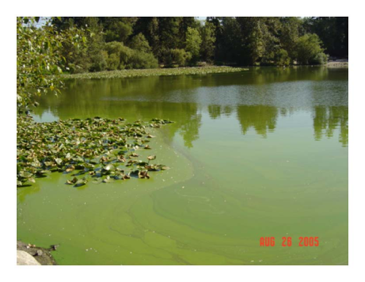 lake with lots of algea