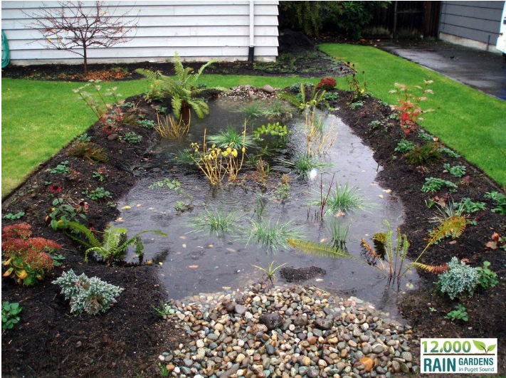 picture of backyard rain garden