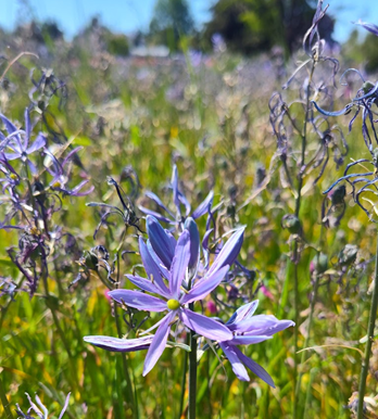 camas flower in field