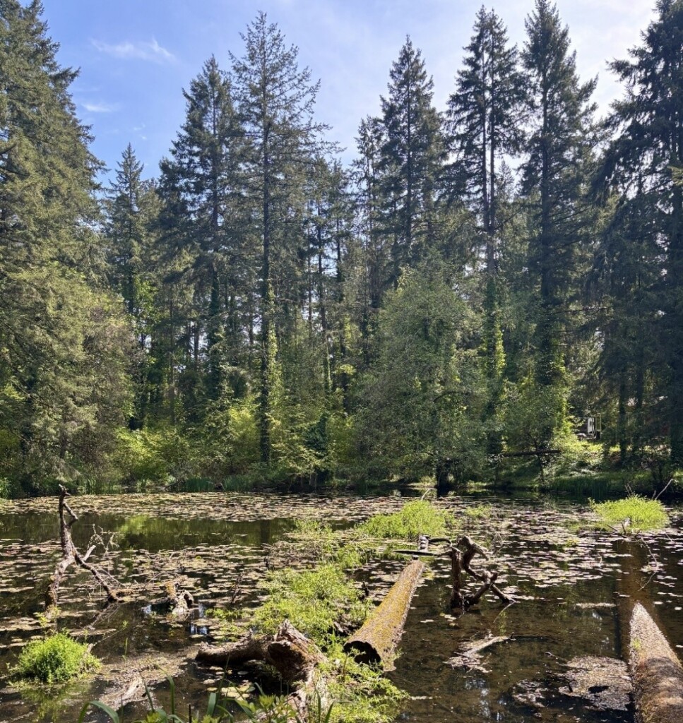 Clover Creek