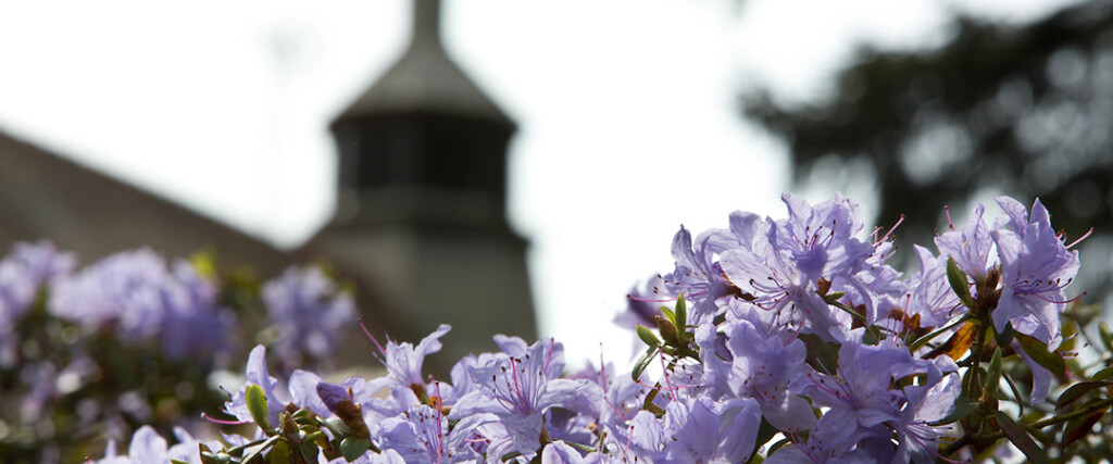 PLU Campus in the spring looking through flowers at Xavier Hall.