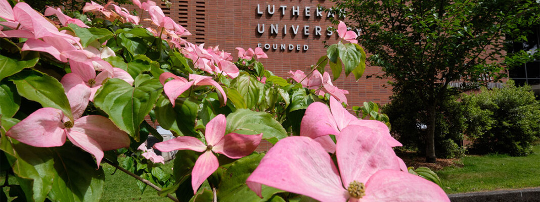 Pink flowers blooming in front of the Hauge Administration building at PLU.