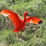 Scarlet ibis