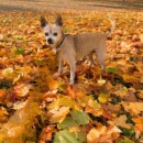 Kavi-Chanun's Caine Dog-School of Ed.