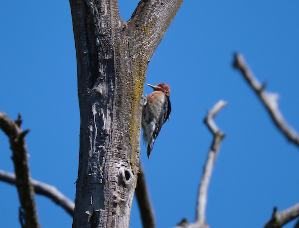 birds-neeb-9-2-20-166 Red-breasted Sapsucker on a dead tree behind Neeb center, Wednesday, Sept. 2, 2020, at PLU. (PLU Photo/John Froschauer)