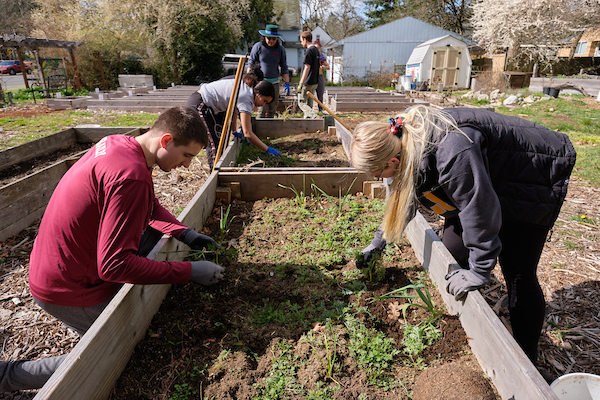 Garden work party, Thursday, March 12, 2020, at PLU. (Photo/John Froschauer) Garden work party, Thursday, March 12, 2020, at PLU. (Photo/John Froschauer)