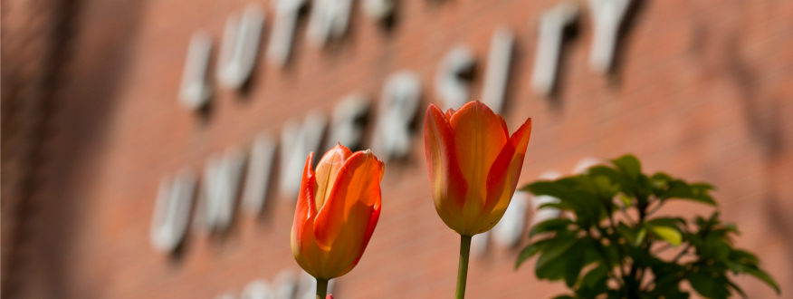 Tulips in front of Hauge Administration