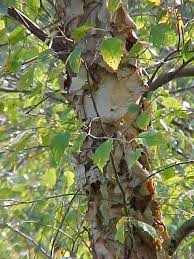 Betula nigra Betula nigra