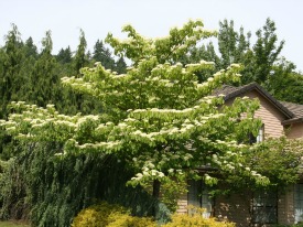 Cornus controversa Cornus controversa