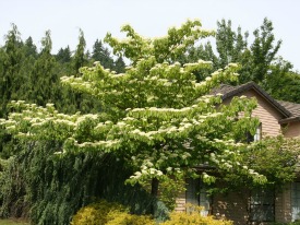 Cornus controversa