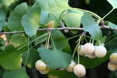 gingko biloba