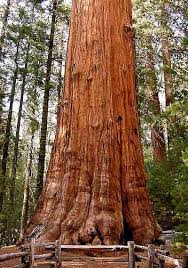 Sequoiadendron giganteum Sequoiadendron giganteum