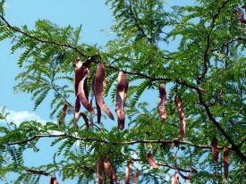 Gleditsia triacanthos