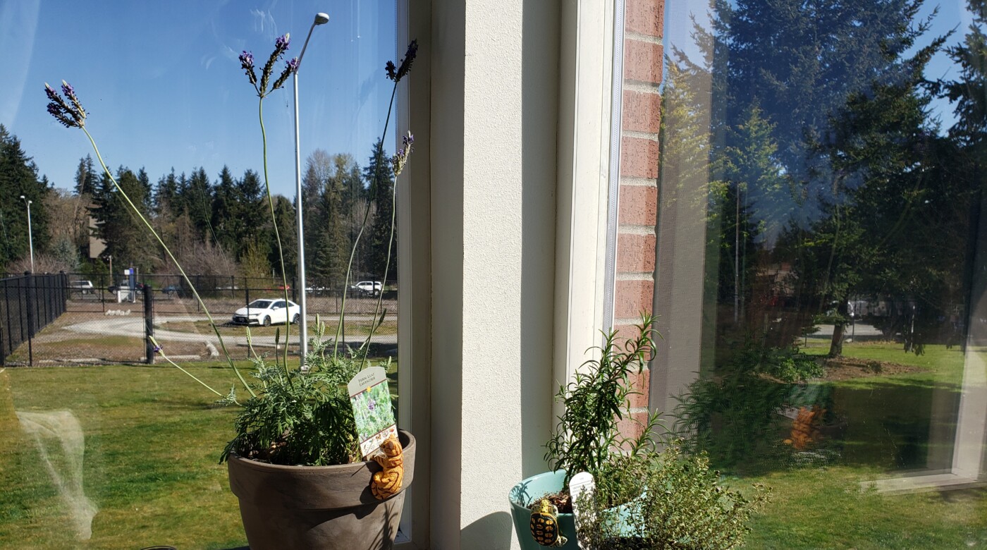 Plants on a windowsill.