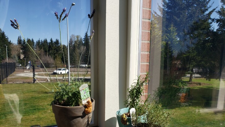 Plants on a windowsill.