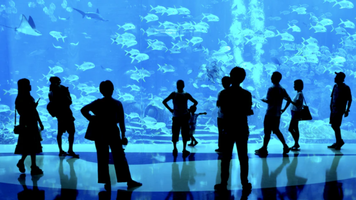 In an aquarium where people looking at schools of fish.