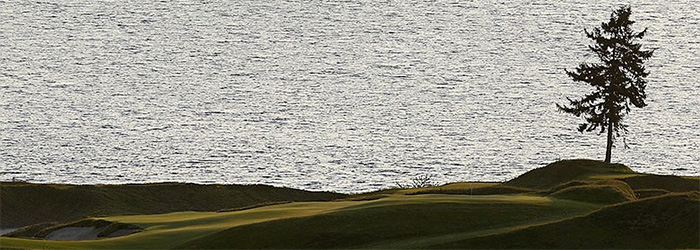 Chambers Bay Tree Chambers Bay Tree
