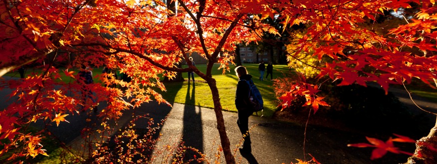 Student walking on campus with the sun hitting the fall leaves