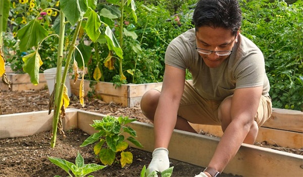 A student leaning down and gardening