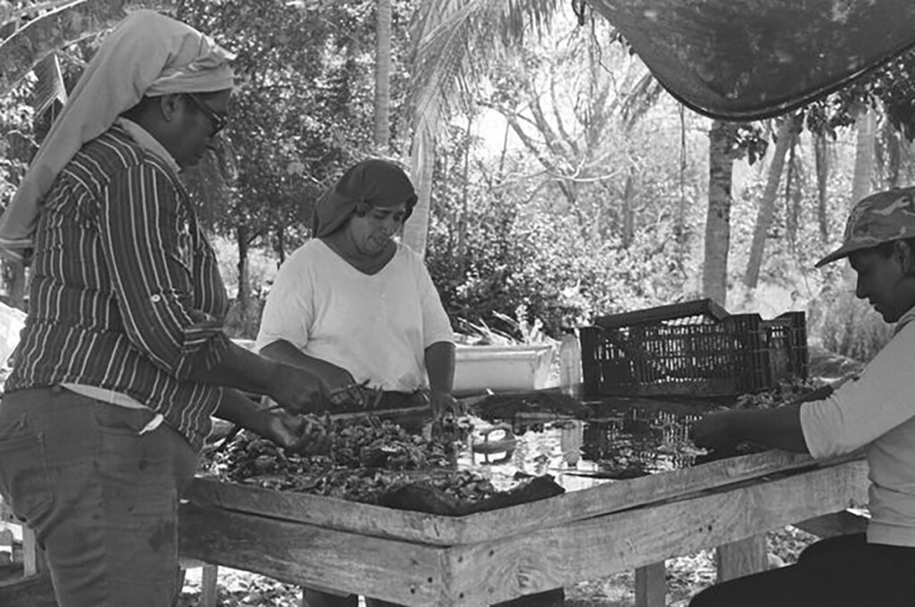 photo by: John Evanyshin, Sorting Oysters and Uniting All Else 