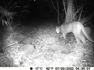 GC 3rd Place_ Puma on the Prowl-Salim Houck-Monteverde, Costa Rica-GC12-2023