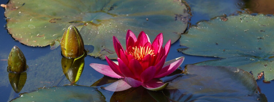 Water Lily in AUC pond