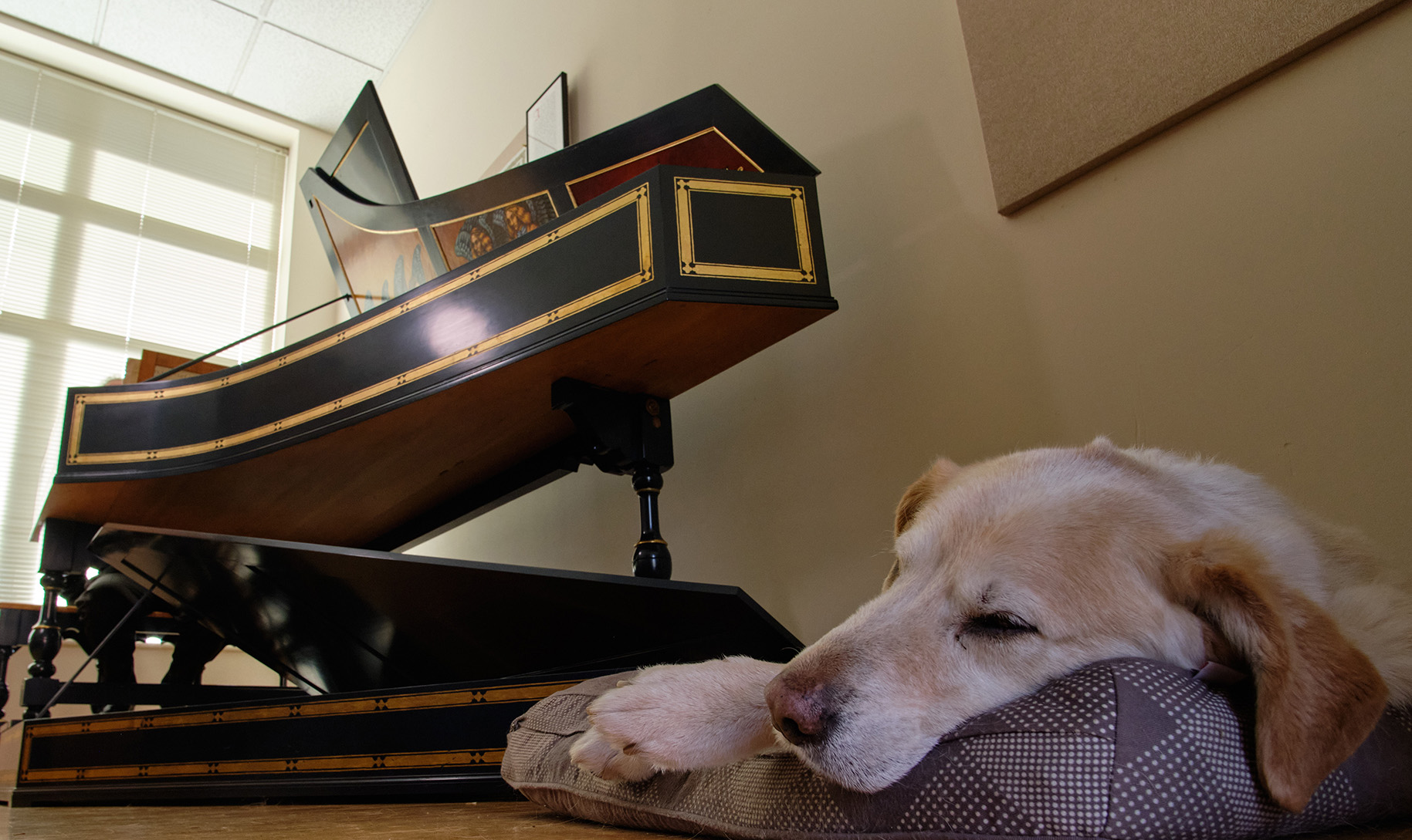 Dr. Tegels' dog, Marley, rests on his bed while Dr. Tegels plays the harpsichord.