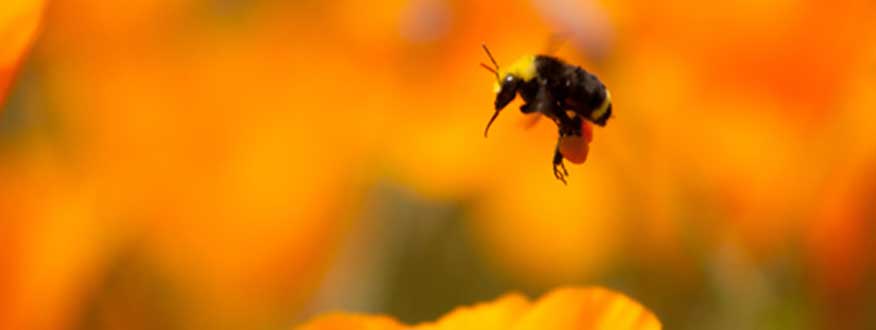 Interdisciplinary Programs - bee landing on flower