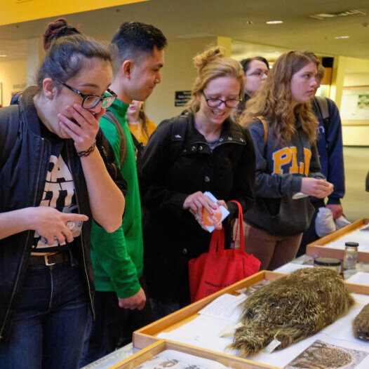 Students looking at a table of animals?