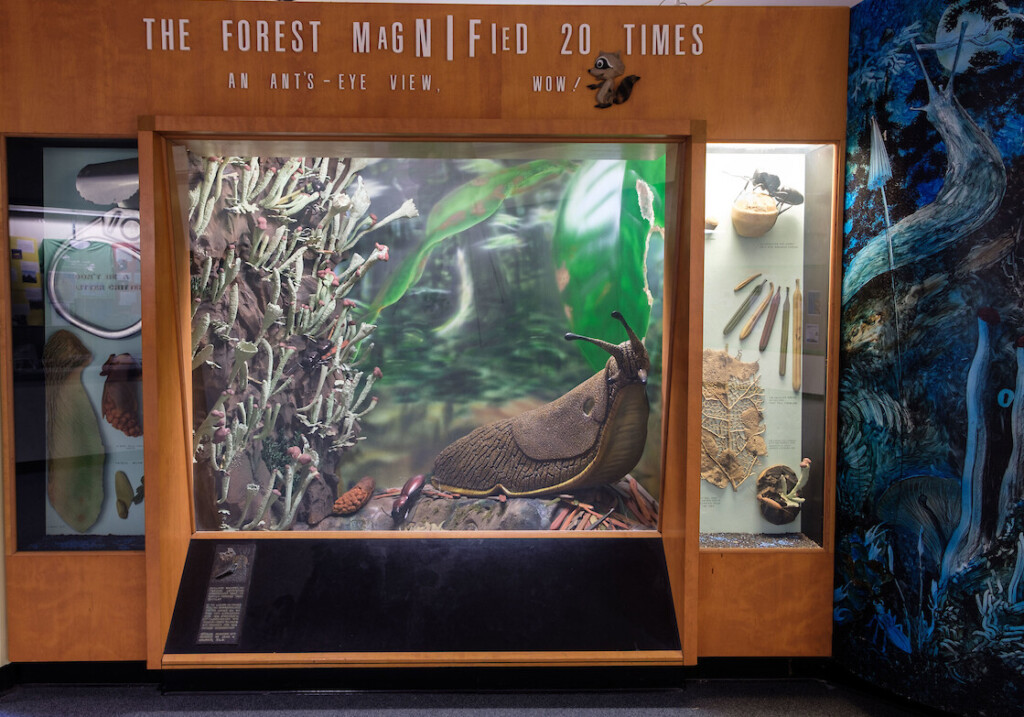 Enrieké inside his display case habitat.