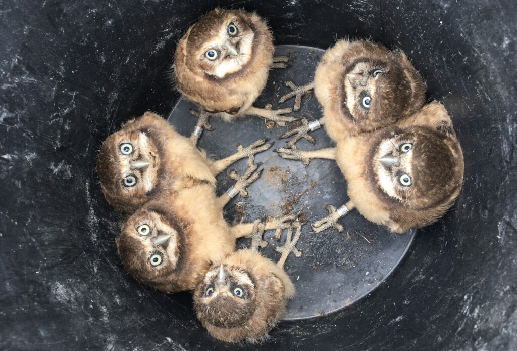 Baby burrowing owls in bucket