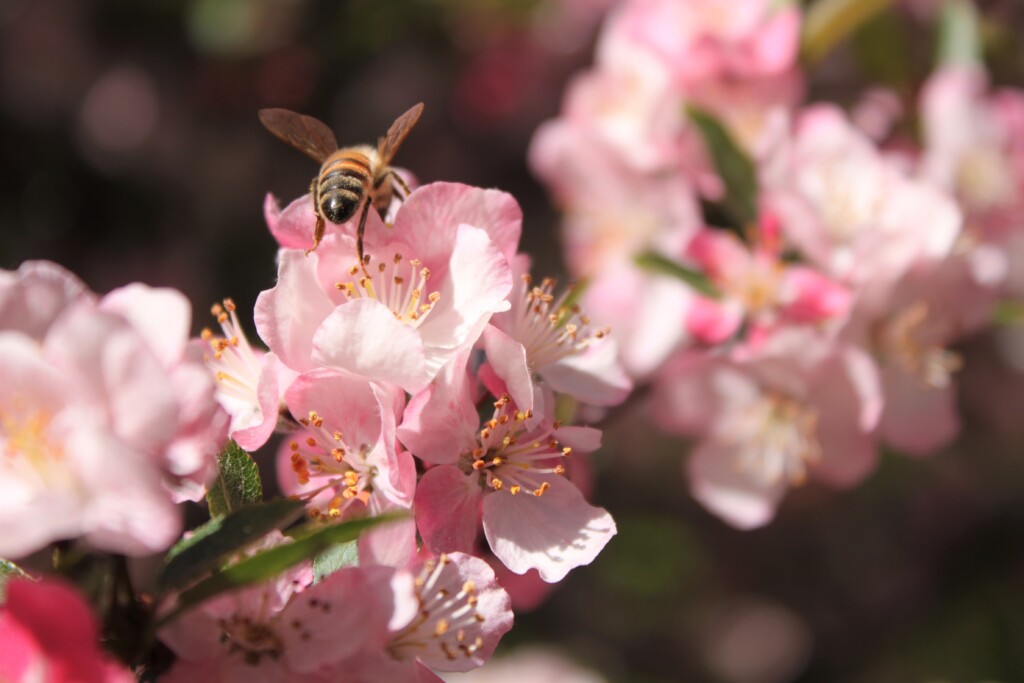 bee on flower