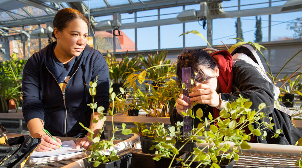 students measuring plants in the greenhouse