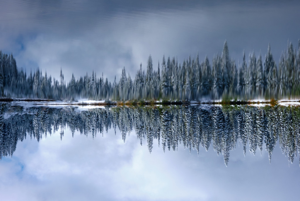 trees reflected in a lake